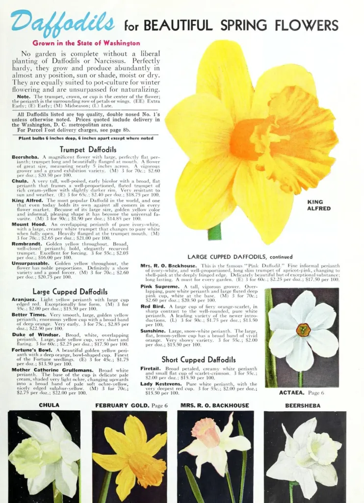 Dichternarzisse 'Actaea' (Narcissus 'Actaea') – Blüten in Nahaufnahme, Pflanzenfoto