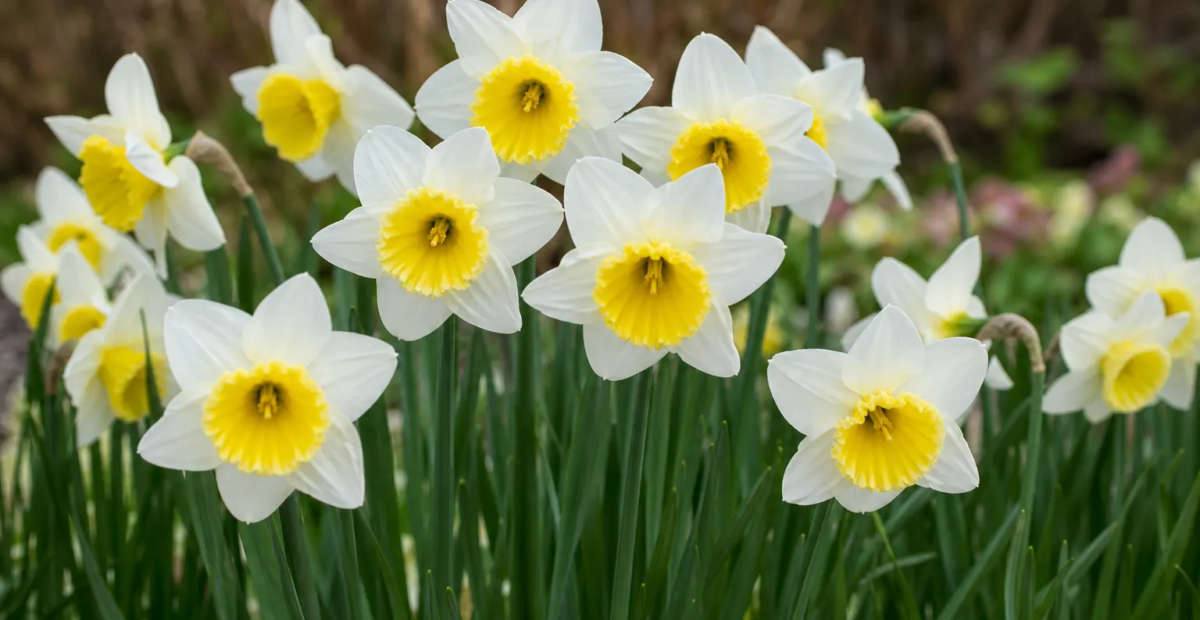 Narcissus 'Bravoure' – Pflanzenfoto