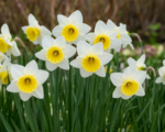 Narcissus ‘Bravoure’