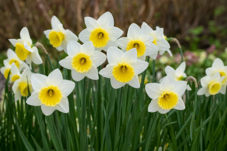 Narcissus 'Bravoure'