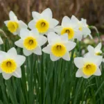 Narcissus ‘Bravoure’ (Narcissus 'Bravoure') – plant photo