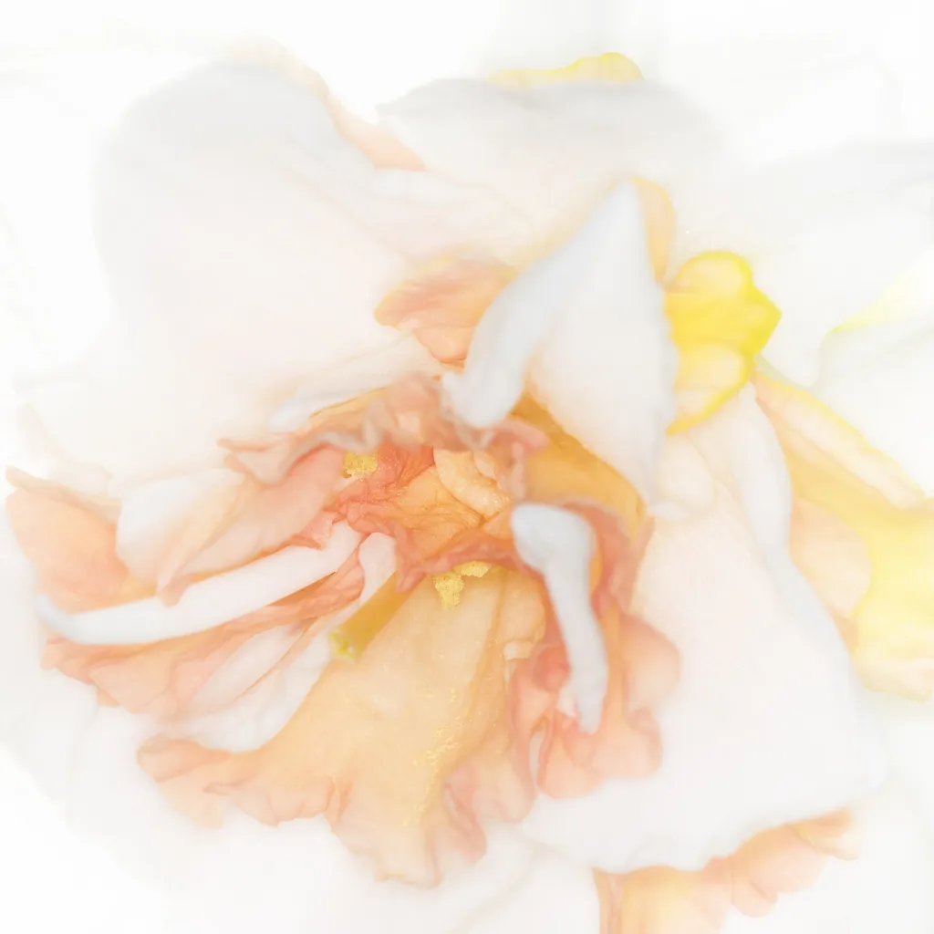 Narzisse 'Bridal Crown' (Narcissus 'Bridal Crown') – Blüten in Nahaufnahme, Pflanzenfoto