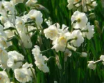Narcissus ‘Bridal Crown’