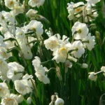 Narcissus ‘Bridal Crown’ (Narcissus 'Bridal Crown') – plant photo