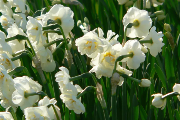 Narcissus 'Bridal Crown'