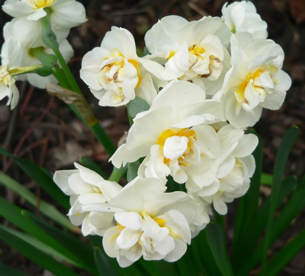 Narzisse 'Bridal Crown' (Narcissus 'Bridal Crown') – typisches Erscheinungsbild, Pflanzenfoto