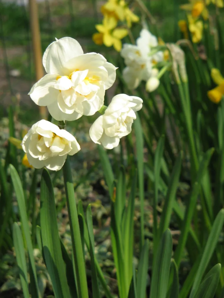 Narzisse 'Bridal Crown' (Narcissus 'Bridal Crown') – typisches Erscheinungsbild, Pflanzenfoto