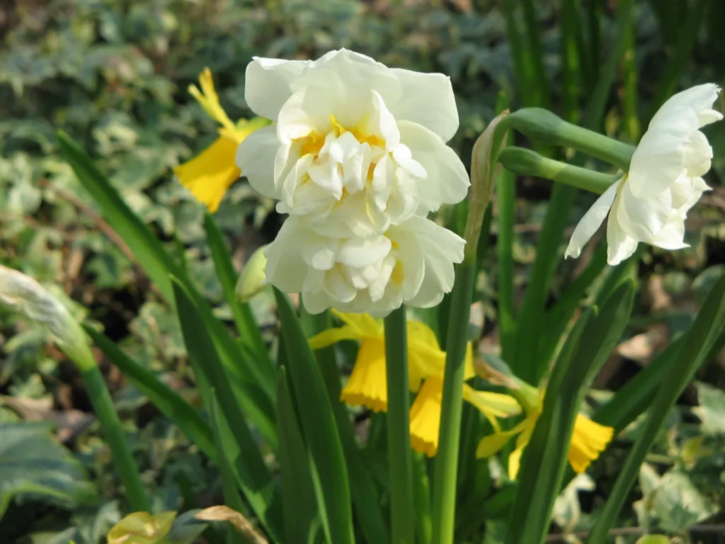 Narzisse 'Bridal Crown' (Narcissus 'Bridal Crown') – typisches Erscheinungsbild, Pflanzenfoto
