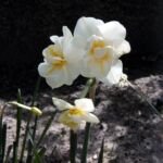 Narcissus 'Cheerfulness' – fotografia rastliny