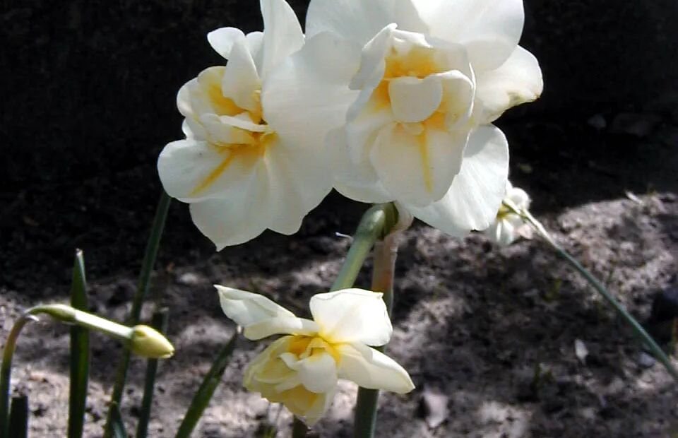 Narcissus 'Cheerfulness' – fotografia rastliny