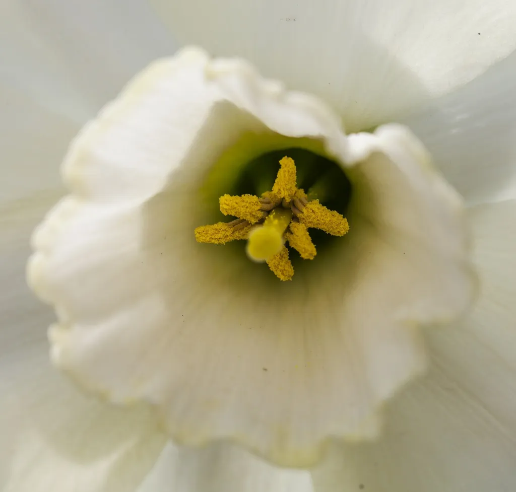 Narzisse 'Cheerfulness' (Narcissus 'Cheerfulness') – im Garten, Pflanzenfoto