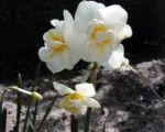 Narcissus ‘Cheerfulness’