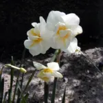 Narcissus ‘Cheerfulness’ (Narcissus 'Cheerfulness') – plant photo