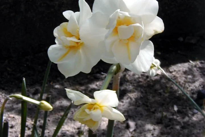 Narcissus 'Cheerfulness'