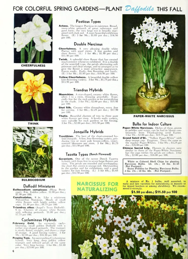 Narzisse 'Cheerfulness' (Narcissus 'Cheerfulness') – Blüten in Nahaufnahme, Pflanzenfoto