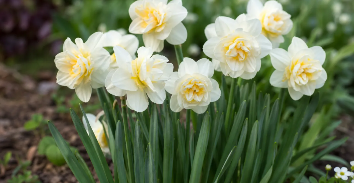 Narcissus 'Erlicheer' – fotografia rastliny