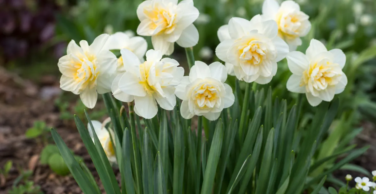 Narcissus 'Erlicheer' – plant photo