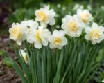 Narcissus ‘Erlicheer’