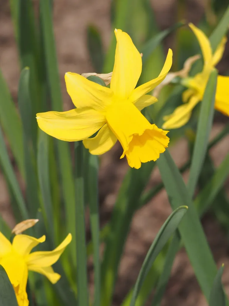 Alpenveilchen-Narzisse (Narcissus 'February Gold') – im Garten, Pflanzenfoto