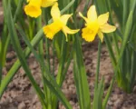 Cyclamineus daffodil (Narcissus ‘February Gold’)