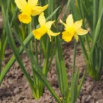 Cyclamineus daffodil (Narcissus 'February Gold') – plant photo