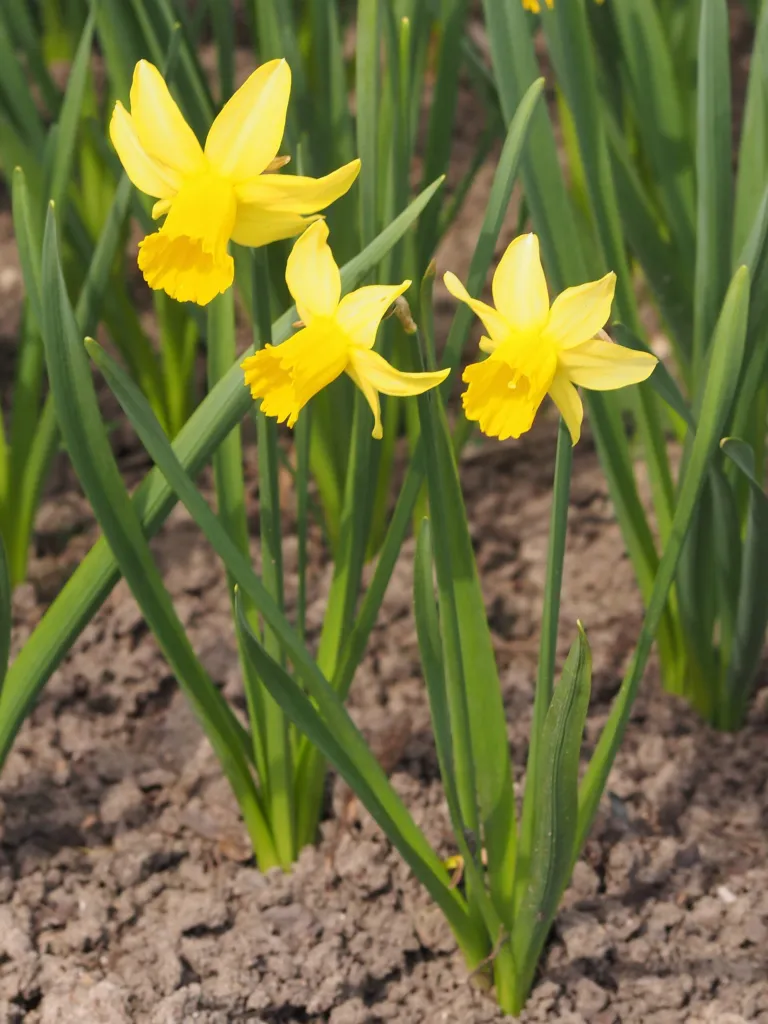 Narcissus 'February Gold'