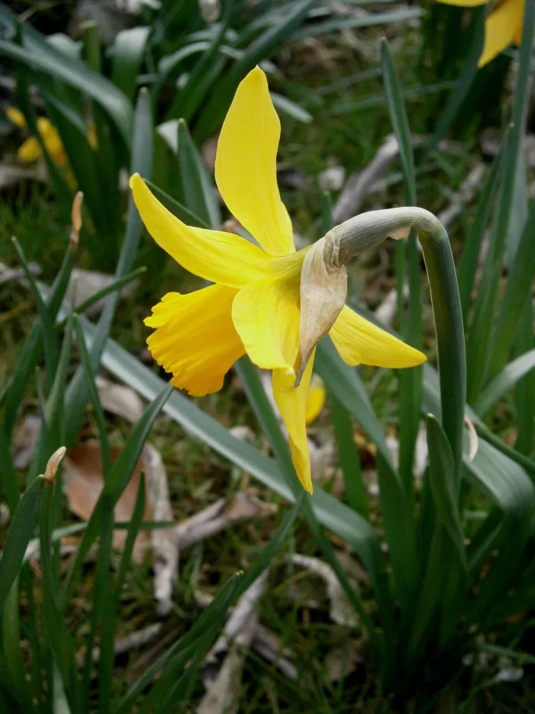 Alpenveilchen-Narzisse (Narcissus 'February Gold') – typisches Erscheinungsbild, Pflanzenfoto