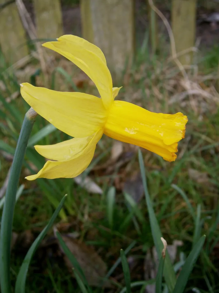 Alpenveilchen-Narzisse (Narcissus 'February Gold') – typisches Erscheinungsbild, Pflanzenfoto
