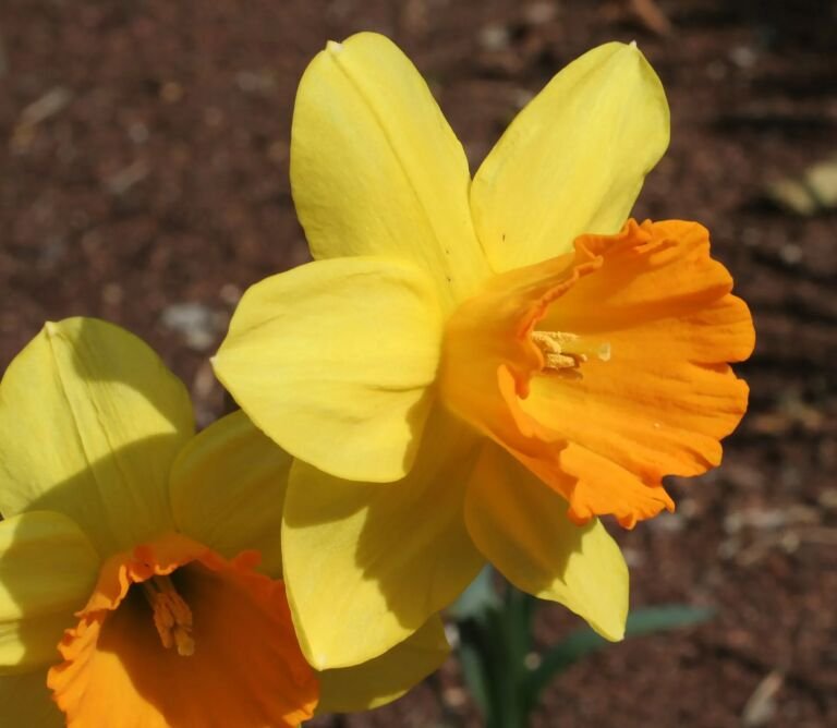Narcissus 'Fortune'