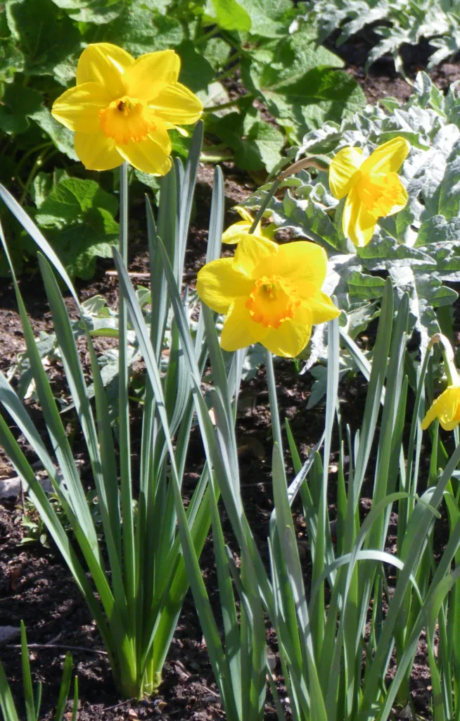 Großkronige Narzisse 'Fortune' (Narcissus 'Fortune') – typisches Erscheinungsbild, Pflanzenfoto
