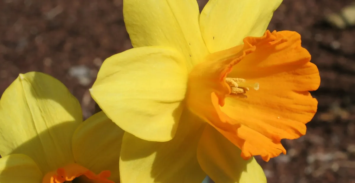 Fortune large-cupped daffodil (Narcissus 'Fortune') – plant photo