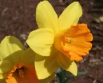 Fortune large-cupped daffodil (Narcissus ‘Fortune’)