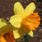 Fortune large-cupped daffodil (Narcissus 'Fortune') – plant photo