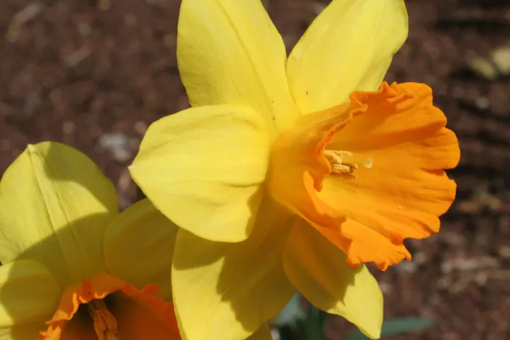 Narcissus 'Fortune'