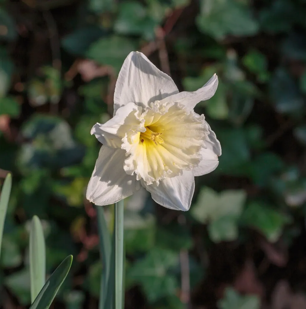 Großkronige Narzisse 'Ice Follies' (Narcissus 'Ice Follies') – Blüten in Nahaufnahme, Pflanzenfoto