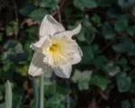 Daffodil ‘Ice Follies’ (Narcissus ‘Ice Follies’)