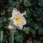 Daffodil 'Ice Follies' (Narcissus 'Ice Follies') – plant photo