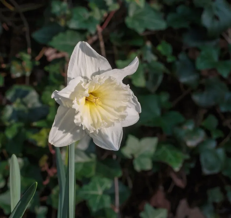 Narcissus 'Ice Follies'