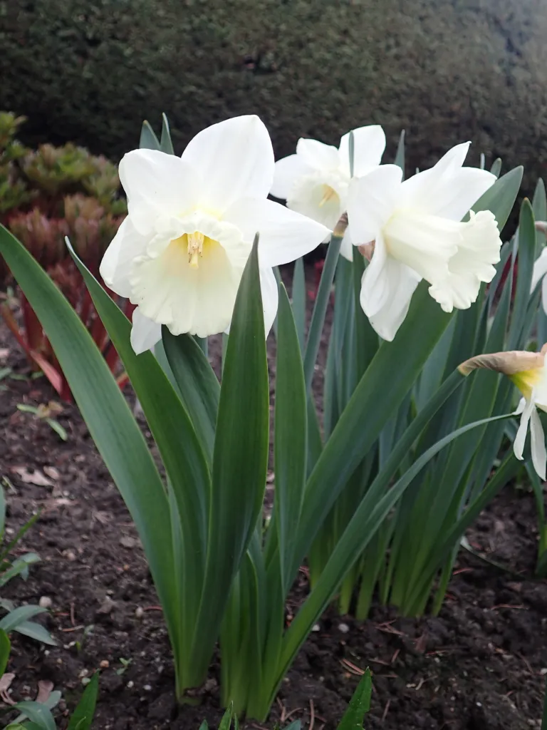 Großkronige Narzisse 'Ice Follies' (Narcissus 'Ice Follies') – im Garten, Pflanzenfoto
