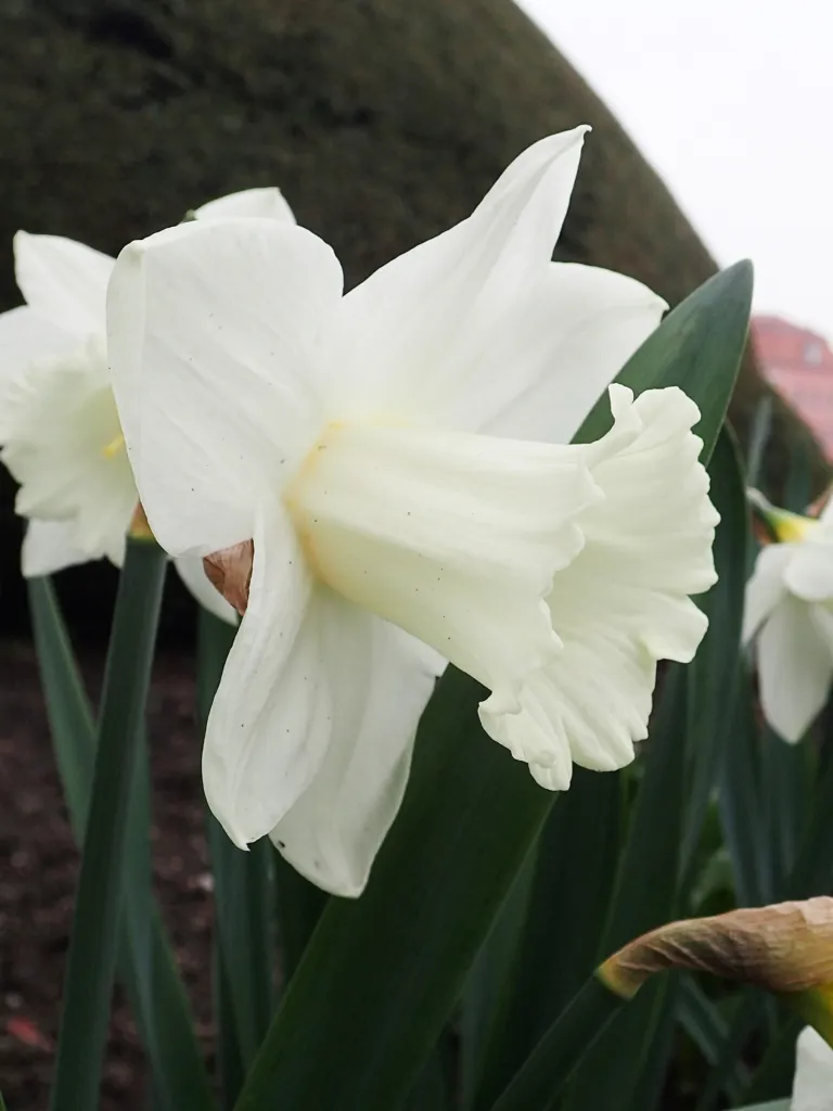 Großkronige Narzisse 'Ice Follies' (Narcissus 'Ice Follies') – im Garten, Pflanzenfoto