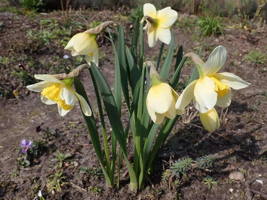 Großkronige Narzisse 'Ice Follies' (Narcissus 'Ice Follies') – im Garten, Pflanzenfoto