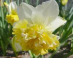 Narcissus ‘Ice King’