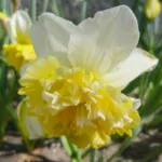 Narcissus ‘Ice King’ (Narcissus 'Ice King') – plant photo
