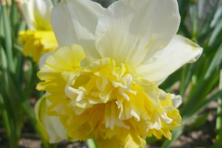 Narcissus 'Ice King'