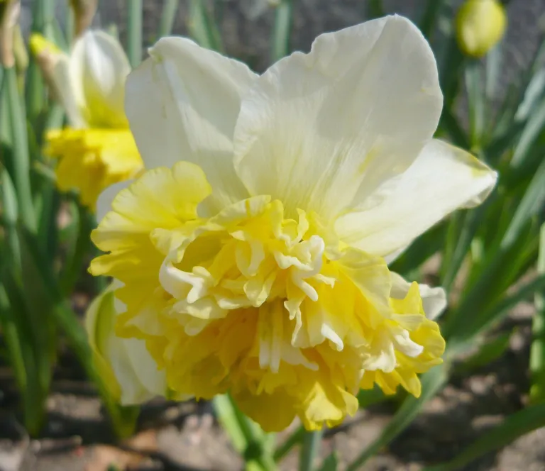 Narcissus 'Ice King'