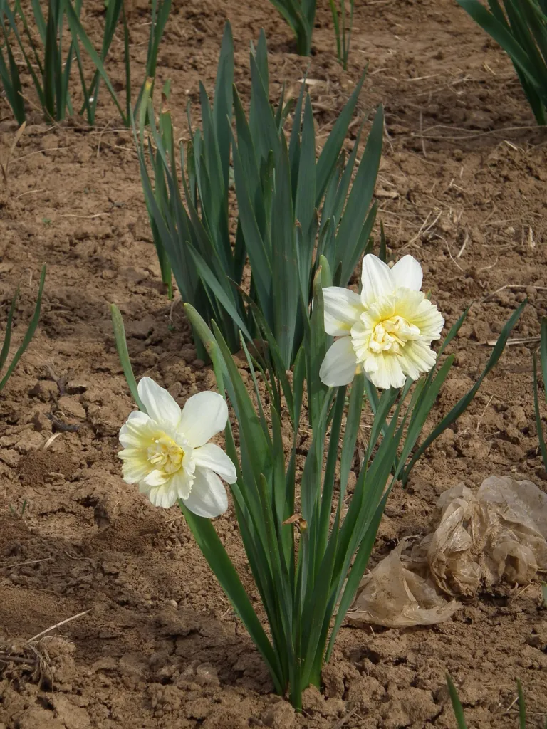 Narzisse ‘Ice King’ (Narcissus 'Ice King') – typisches Erscheinungsbild, Pflanzenfoto