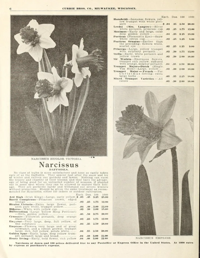 Narzisse ‘Ice King’ (Narcissus 'Ice King') – Blüten in Nahaufnahme, Pflanzenfoto