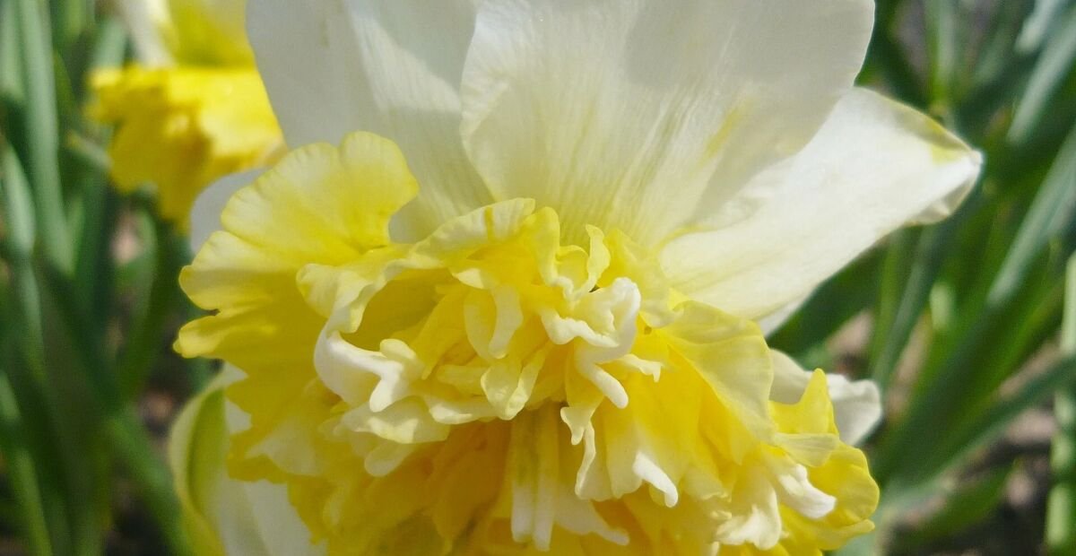Narcissus 'Ice King' – fotografia rastliny
