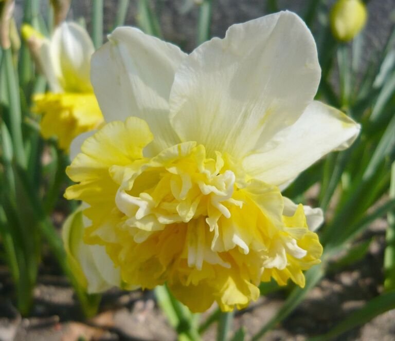 Narcissus 'Ice King'