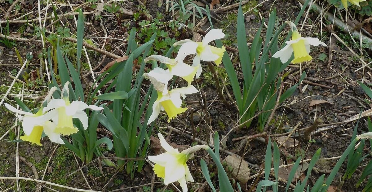 Narcissus 'Jenny' – Pflanzenfoto